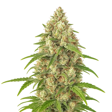 Banana Zkittlez Auto image